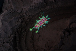 glowing_pathfinder_bugs_250px